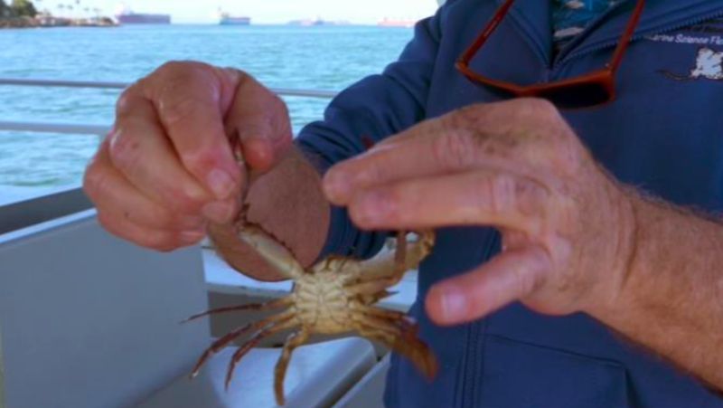 Fish and Invertebrates thumbnail