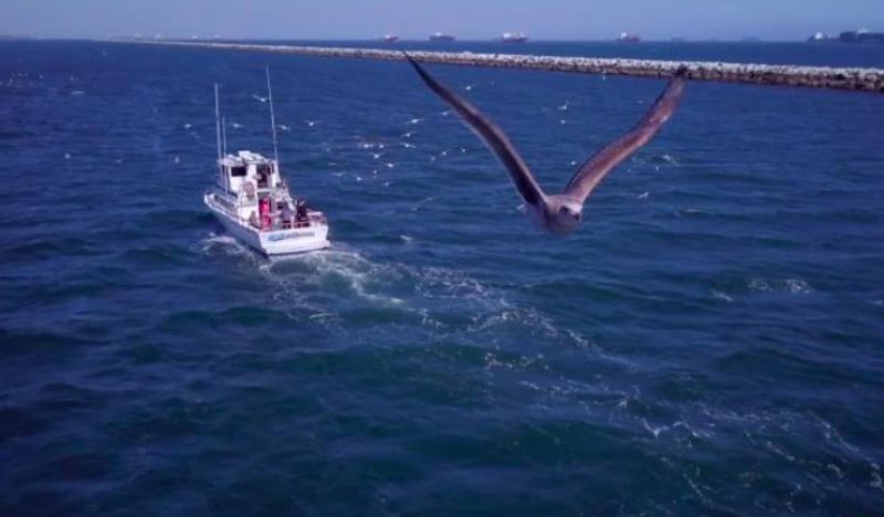 Introduction and Wildlife Observation thumbnail